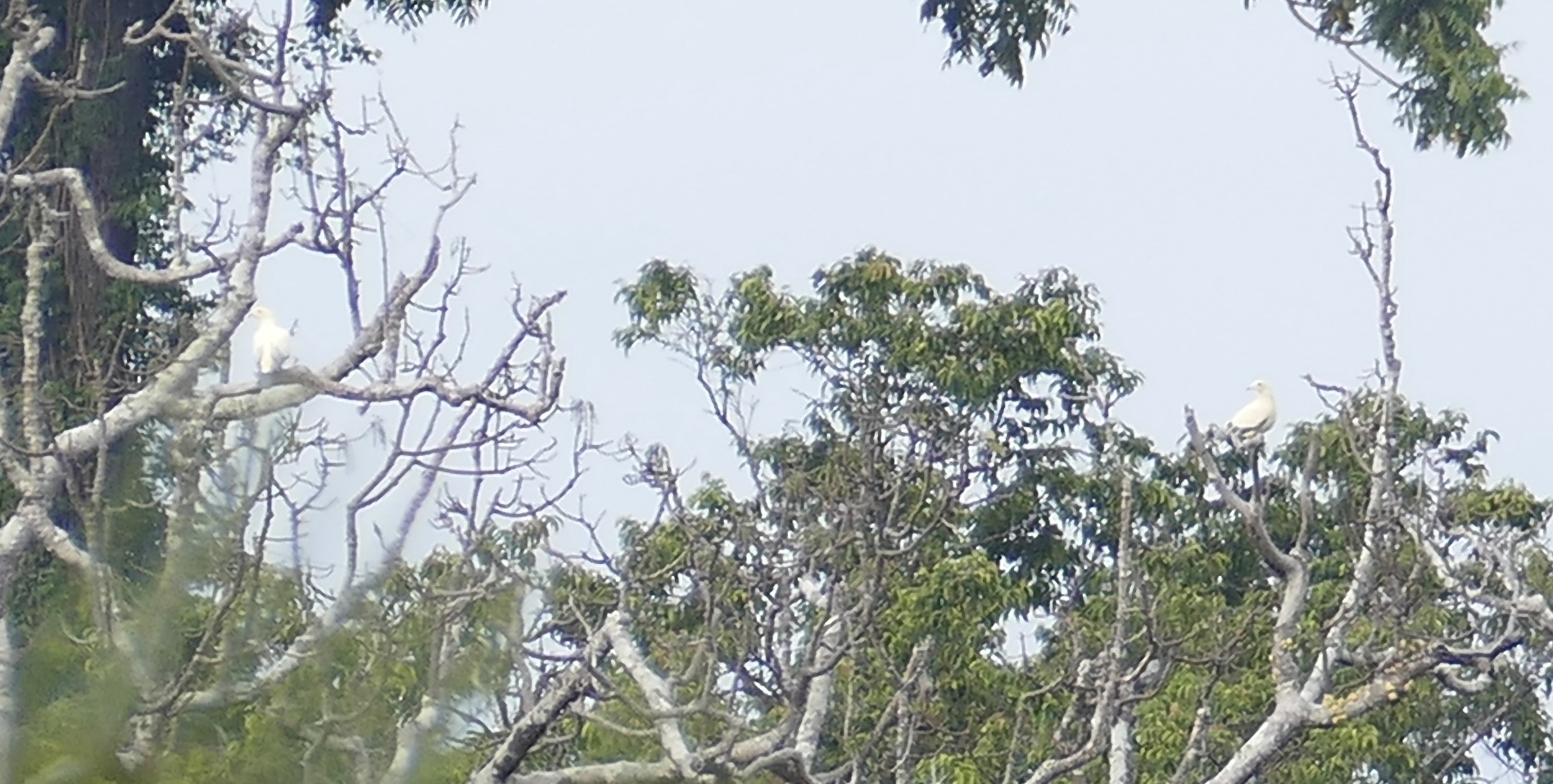 Silver-tipped Imperial Pigeon (Ducula luctuosa), photo 6