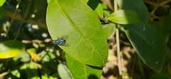 Lucilia eximia