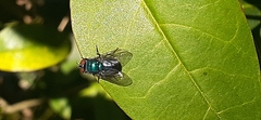 Lucilia eximia