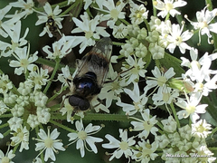 Cheilosia illustrata