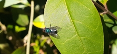 Lucilia eximia