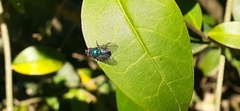 Lucilia eximia