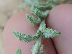 Pulicaria undulata image