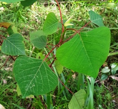 Homalanthus populifolius