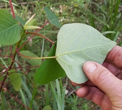 Homalanthus populifolius