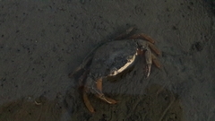 Carcinus maenas