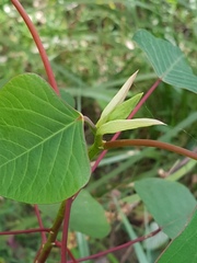 Homalanthus populifolius