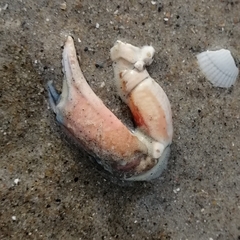 Carcinus maenas