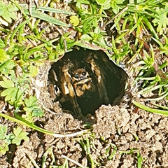 Lycosa tarantula