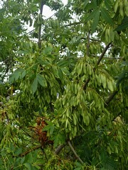 Fraxinus excelsior