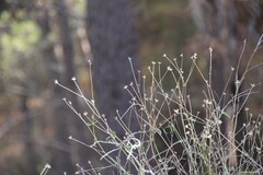 Bituminaria bituminosa