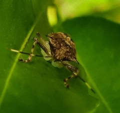 Bromocoris souefi