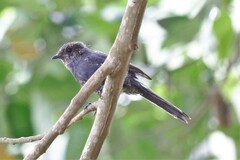 Melaenornis edolioides