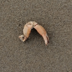 Carcinus maenas