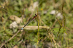 Xanthagrion erythroneurum
