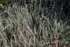 Thymus zygis