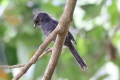 Melaenornis edolioides