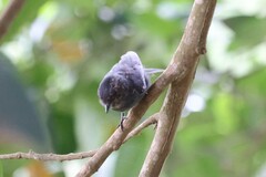 Melaenornis edolioides