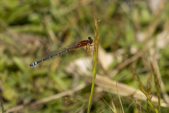 Xanthagrion erythroneurum