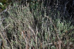 Thymus zygis