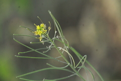 Sisymbrium irio