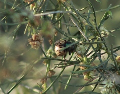 Leptinotarsa lineolata