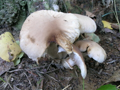 Cyclocybe aegerita