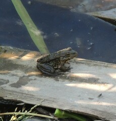 Pelophylax ridibundus