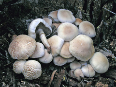 Cyclocybe aegerita