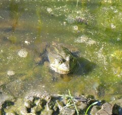 Pelophylax ridibundus