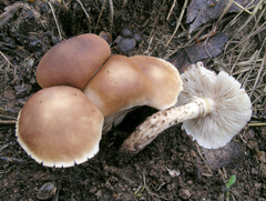 Cyclocybe aegerita