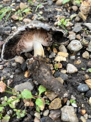 Coprinus