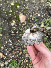 Coprinus