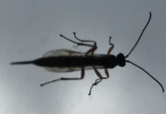 Pimplinae