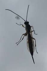 Pimplinae