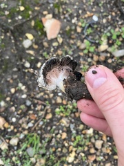 Coprinus