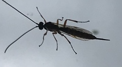Pimplinae
