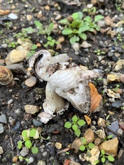 Coprinus