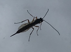 Pimplinae