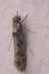 Tinea pellionella