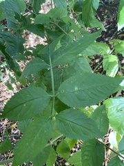Sambucus nigra