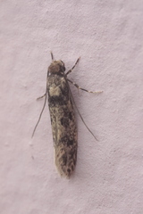 Tinea pellionella