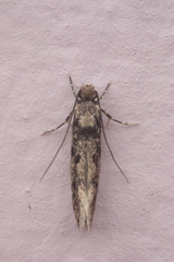 Tinea pellionella