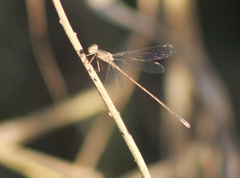 Lestes alacer