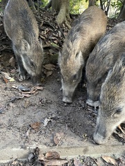 Sus scrofa moupinensis