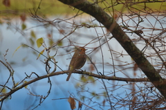 Erithacus rubecula rubecula