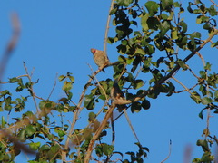 Urocolius macrourus