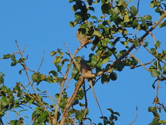 Urocolius macrourus