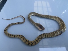 Ptyas mucosa