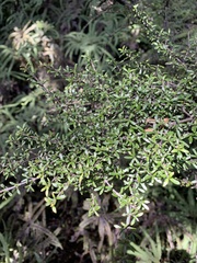 Coprosma microcarpa